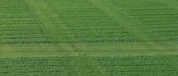 Pícniny vhodné pro půdu i zvířata